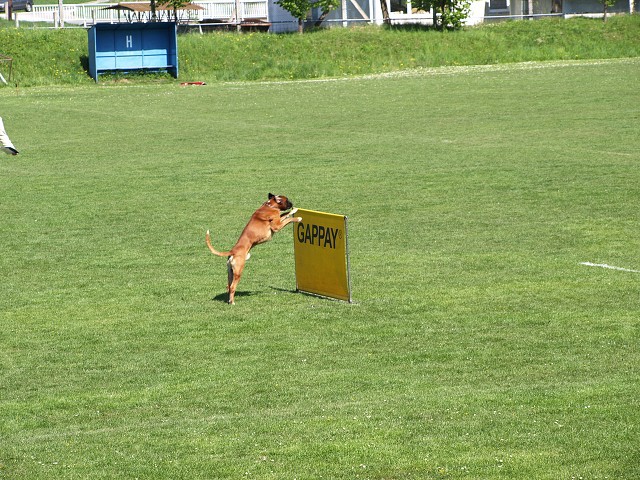 www.atibox.net * www.euroboxer.eu * www.boxergenealogia.eu